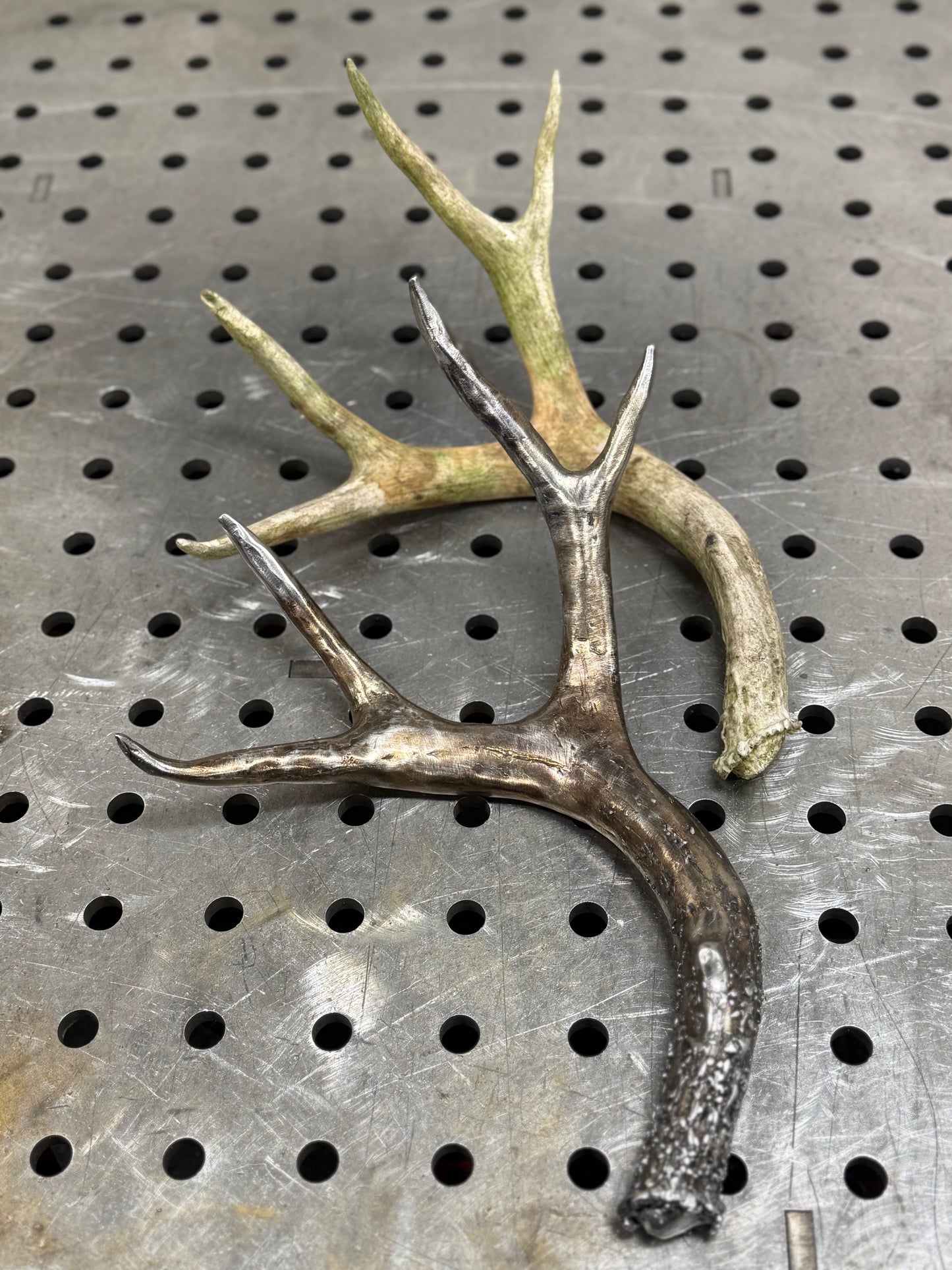 Blacktail shed